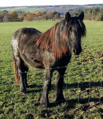 Fell mare Rackwood Rambling Rose in autumn field